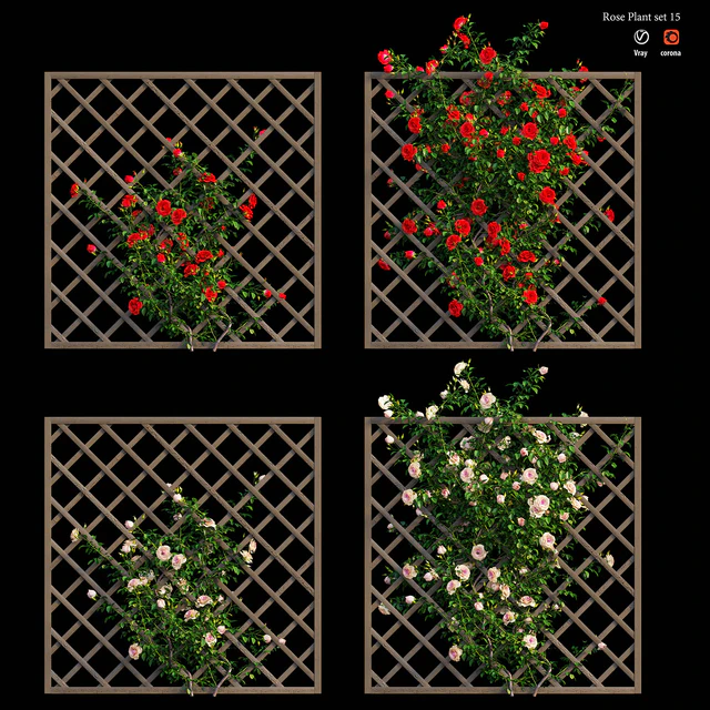 Rose plant set 15 — Скачать