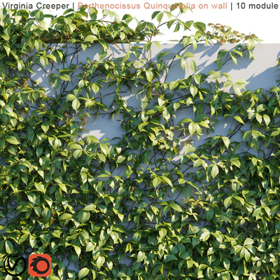 Virginia Creeper | Parthenocissus Quinquefolia on wall  — Вид 3