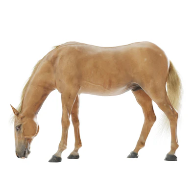 Grazing horse — Ver 1