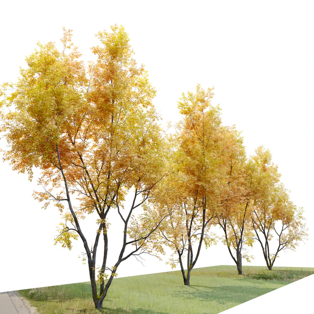 Autumn American beech — Descargar