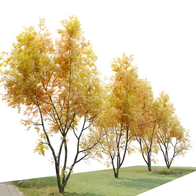Autumn American beech — Ver 2
