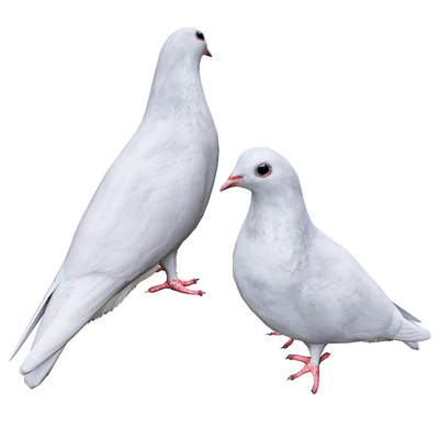 Pigeon — Вид 4