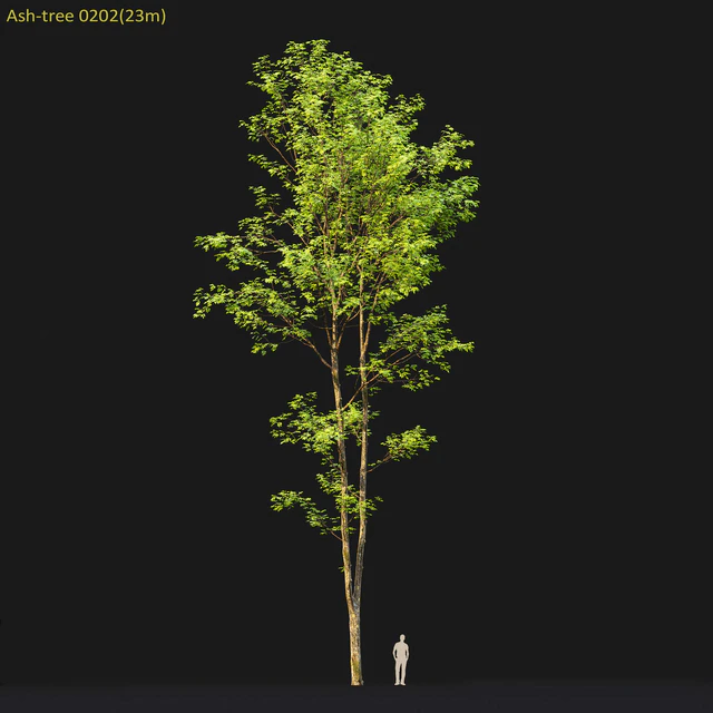 Ash — Descargar