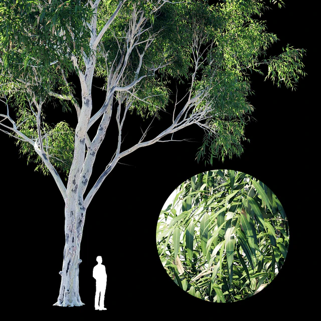 Eucalyptus 8 — Скачать