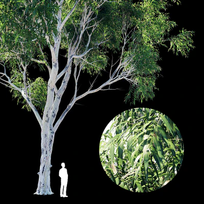 Eucalyptus 8 — Вид 2