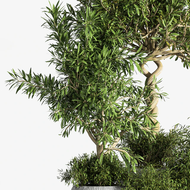 Indoor Plant Set 12 — Скачать