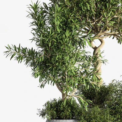 Indoor Plant Set 12 — Вид 2