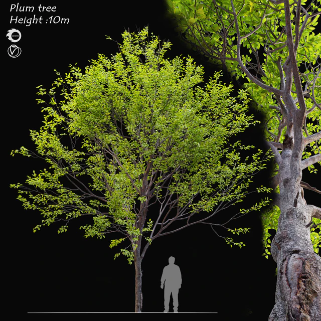 Plum tree — Descargar
