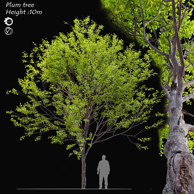 Plum tree — Ver 1