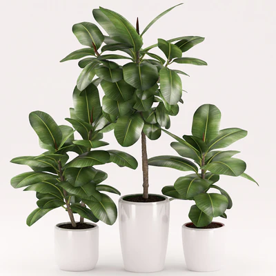 Plants 154 — Ver 2