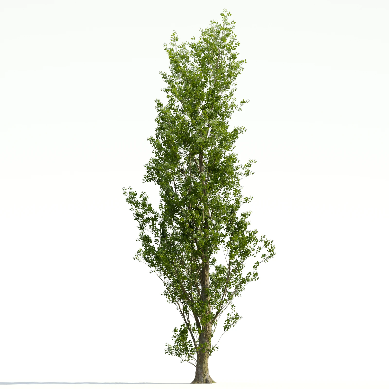 trees and barks 036 — Descargar