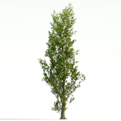trees and barks 036 — Descargar