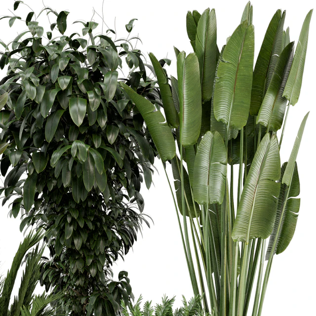 Indoor Plants in rusty Concrete Pot - Set 542 — Descargar