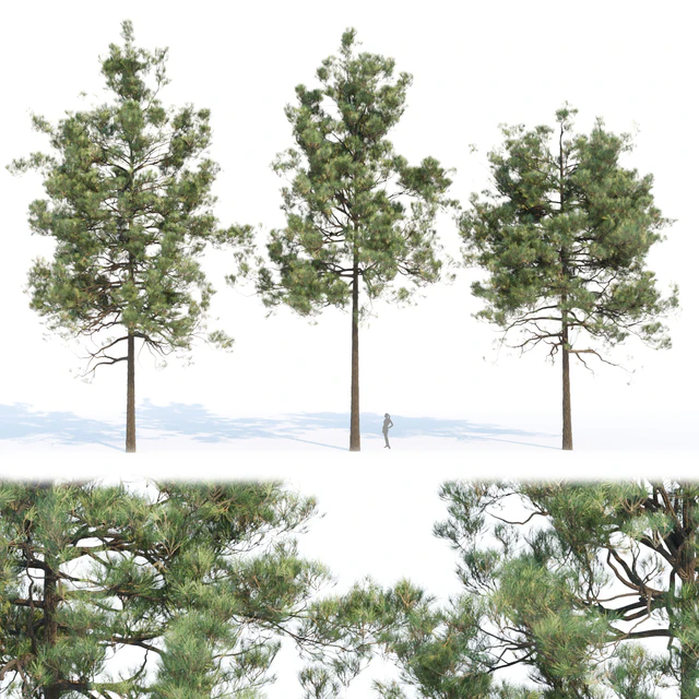 pine trees collection vol 11 — Скачать