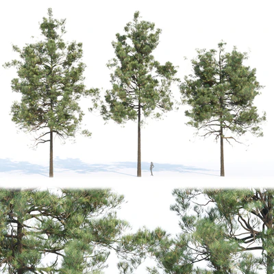 pine trees collection vol 11 — Вид 1