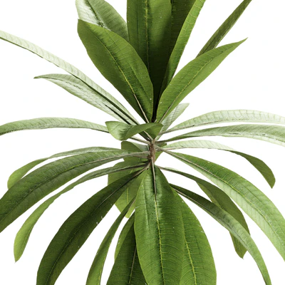 Indoor Plants - 25 Plants in pot — Ver 3