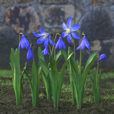 garden flowers 028 — Descargar