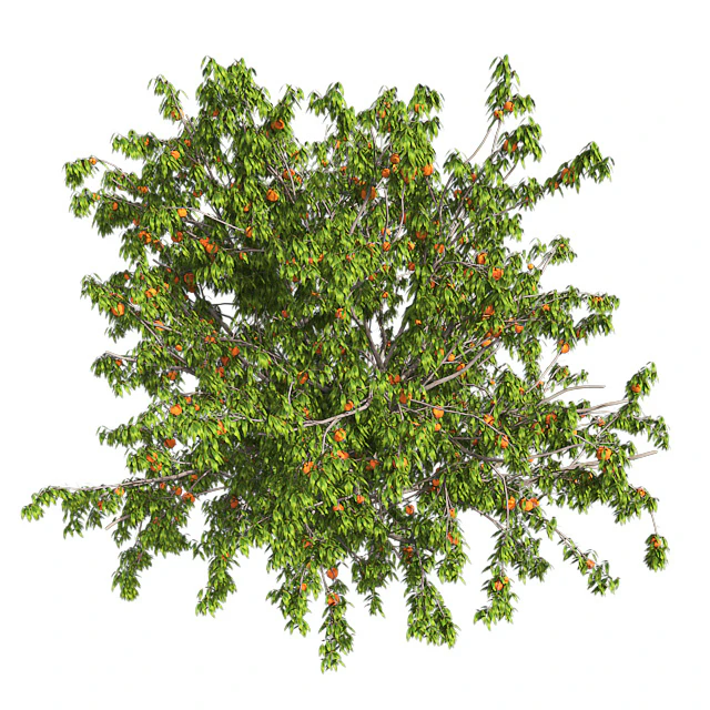 Peach tree with fruit — Descargar
