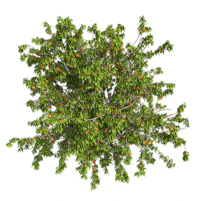 Peach tree with fruit — Ver 2