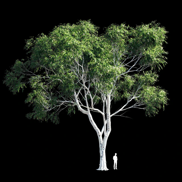 Eucalyptus 8 — Скачать