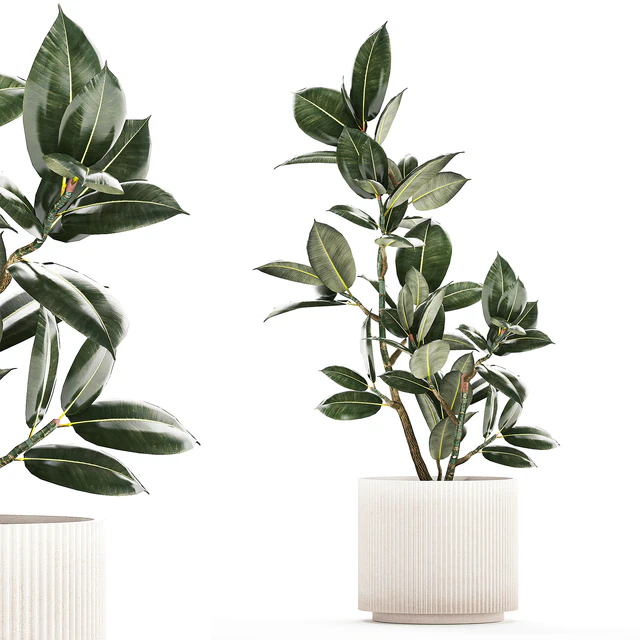 Beautiful small tree in a modern pot Ficus rubbery, elastica, Ficus Abidjan, Ficus Robusta. 1235 — Descargar