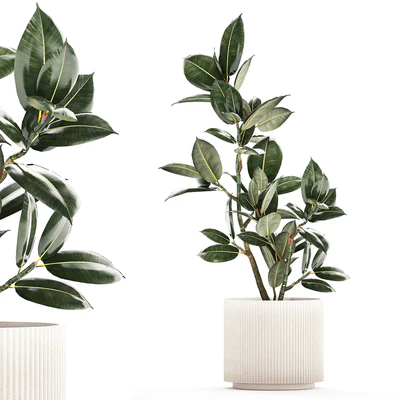 Beautiful small tree in a modern pot Ficus rubbery, elastica, Ficus Abidjan, Ficus Robusta. 1235 — Ver 1