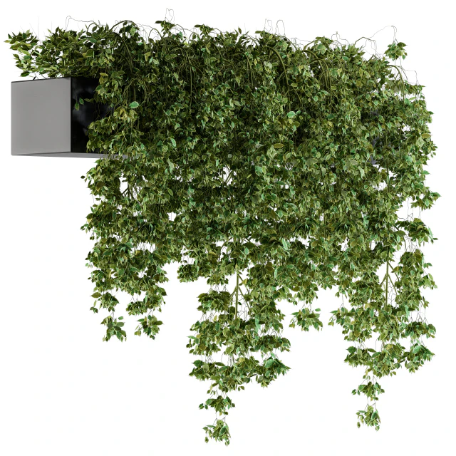 Hanging ivy Plants in Pot — Скачать