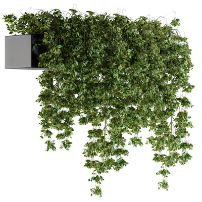 Hanging ivy Plants in Pot — Вид 1