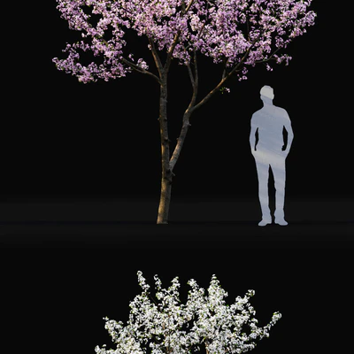 Prunus cerasus — Вид 3