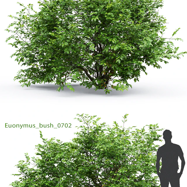 Euonymus — Descargar