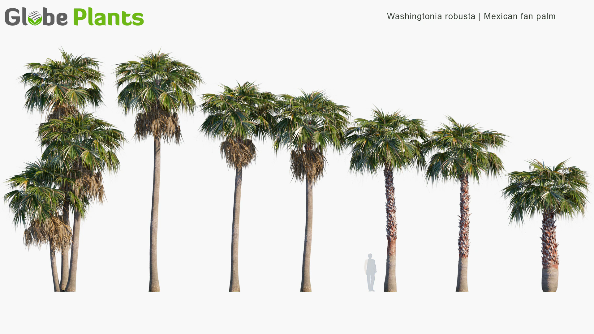 washingtonia robusta — Скачать