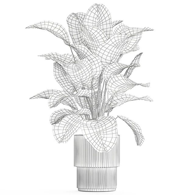 Beautiful exotic plant in a white flower pot Calathea lutea, Strelitzia bush. 1263 — Download