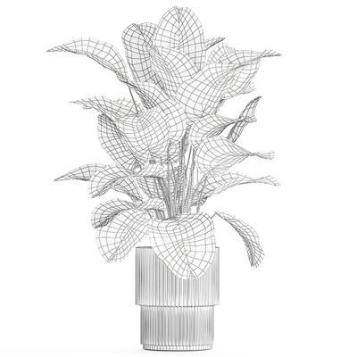 Beautiful exotic plant in a white flower pot Calathea lutea, Strelitzia bush. 1263 — View 5