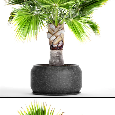 Brahea edulis. Брахея, веерная пальма, декоративная, уличная, комнатная, черный горшок, вазон — Вид 3