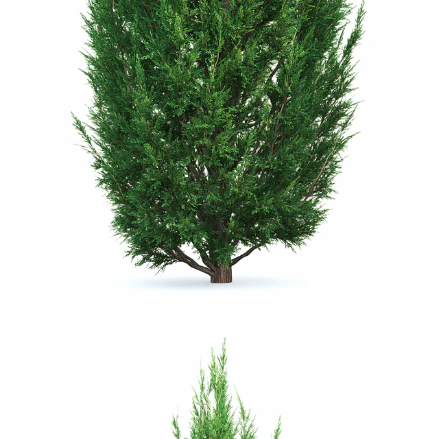 Juniperus — Скачать