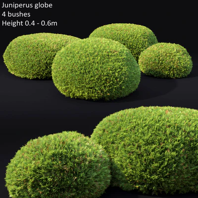 Juniperus Globe — Вид 1