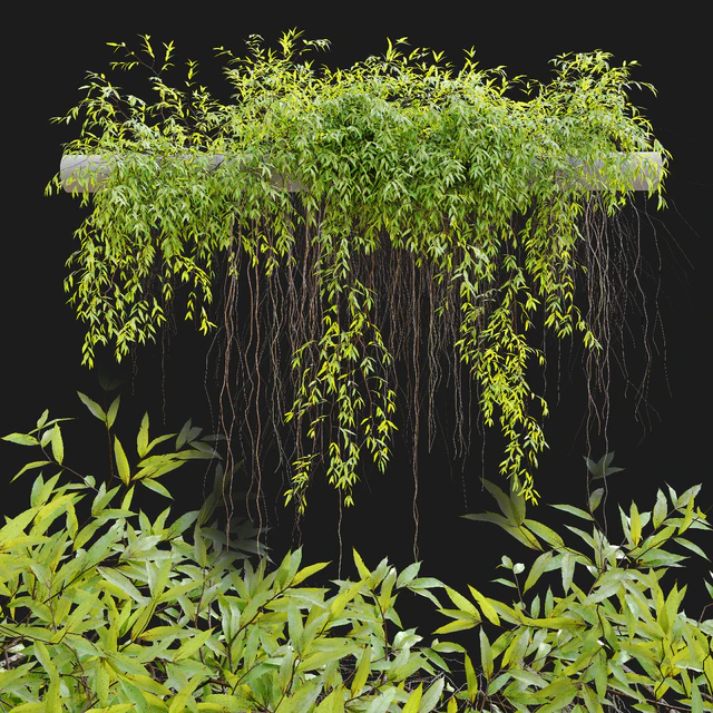 Hanging Plant 25 — Descargar