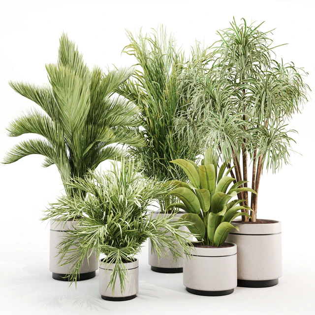 IndoorPlantSet015 — Скачать