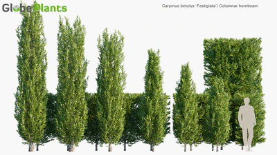 carpinus betulus fastigiata — download