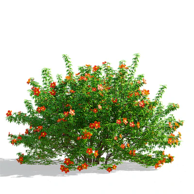 Лапчатка кустарниковая красная | Potentilla fruticosa — Вид 4