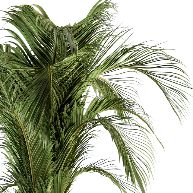 indoor Plant Set 132 - Tropical Plant — Descargar