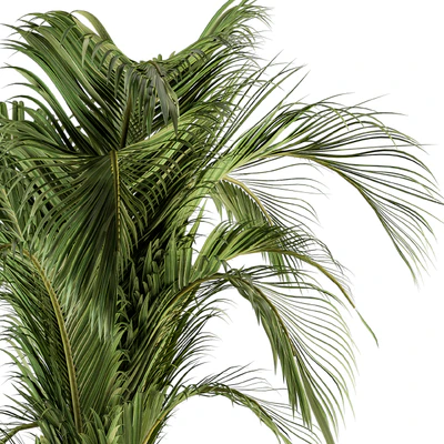 indoor Plant Set 132 - Tropical Plant — Ver 4