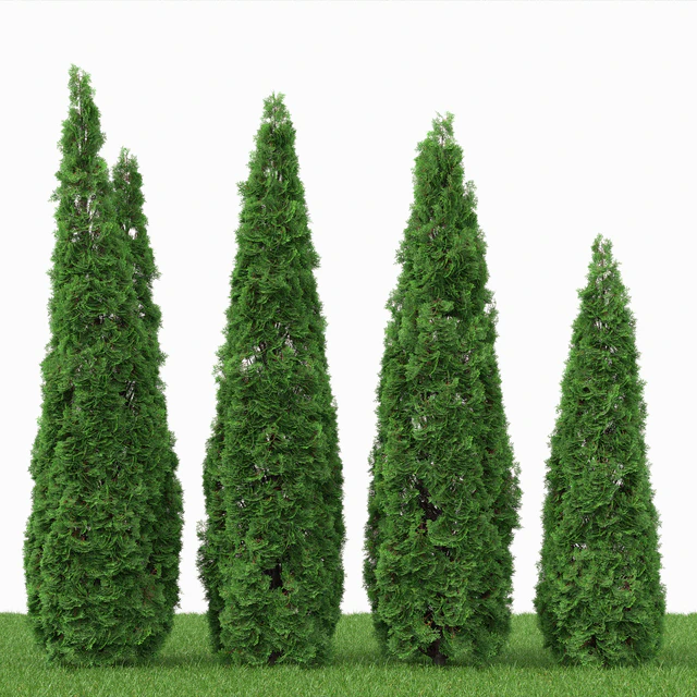 Thuja — Скачать