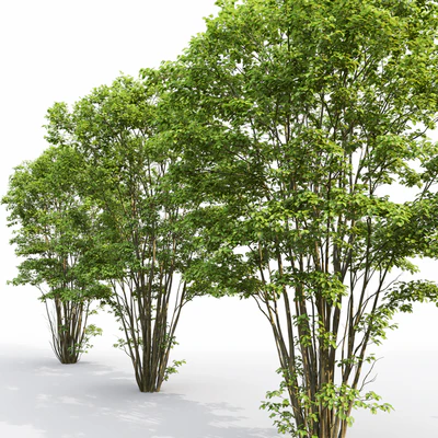 Amelanchier #5 — Вид 4