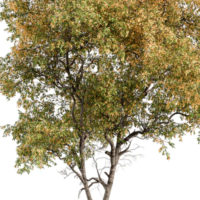 Broadleaf Tree - Tree Set 227 — Ver 5