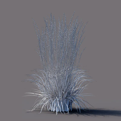Вейник остроцветковый | Calamagrostis acutiflora Karl Foerster — Вид 4