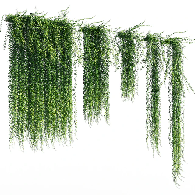 Vernonia elliptica — Descargar