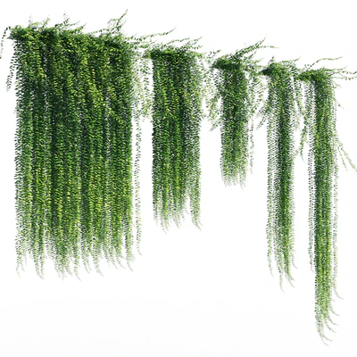 Vernonia elliptica — Ver 1