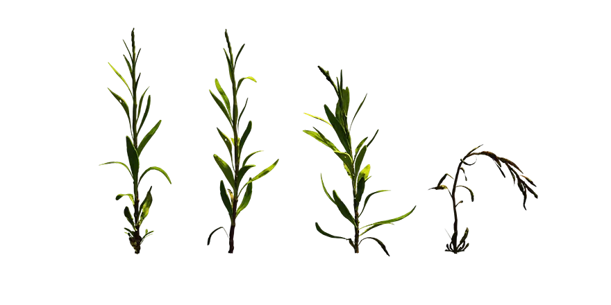 weed plant 005 — Descargar