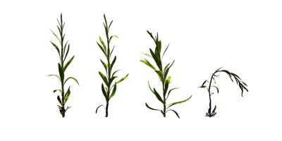 weed plant 005 — Descargar